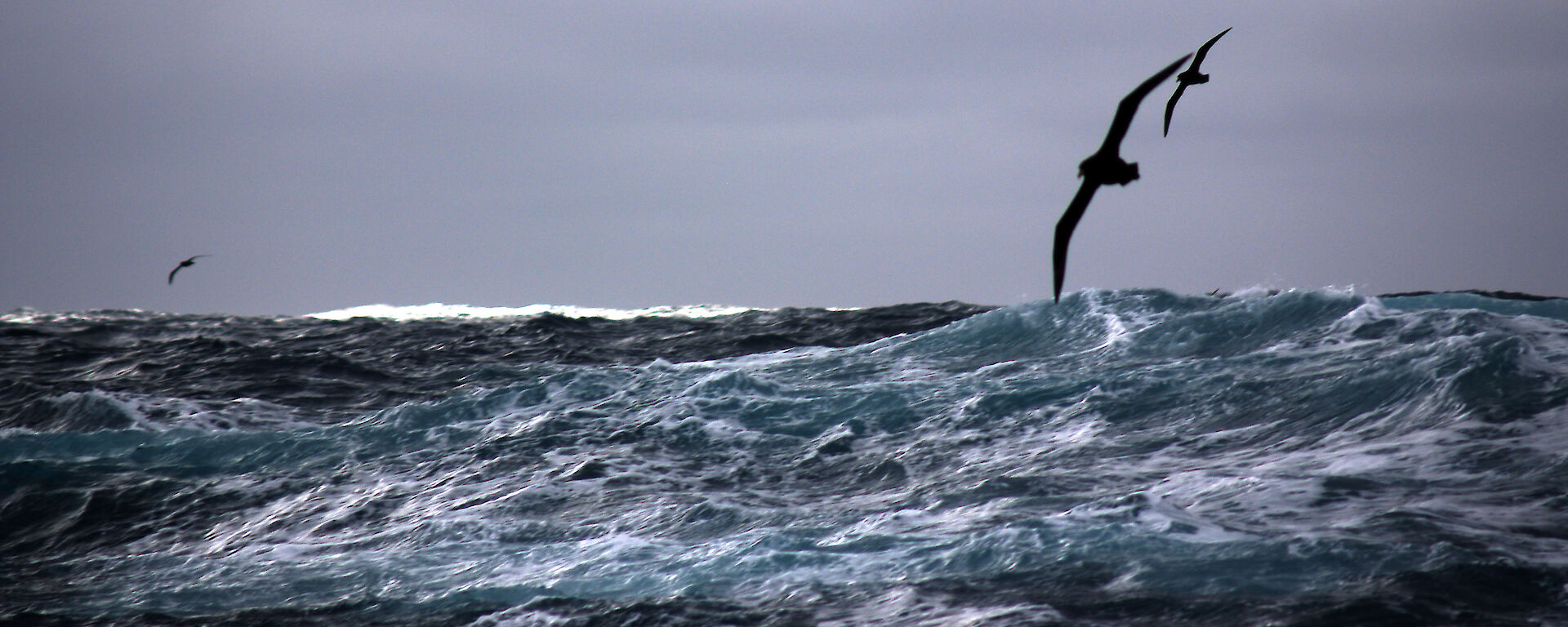 A group of sea birds fly above the rough sea swell