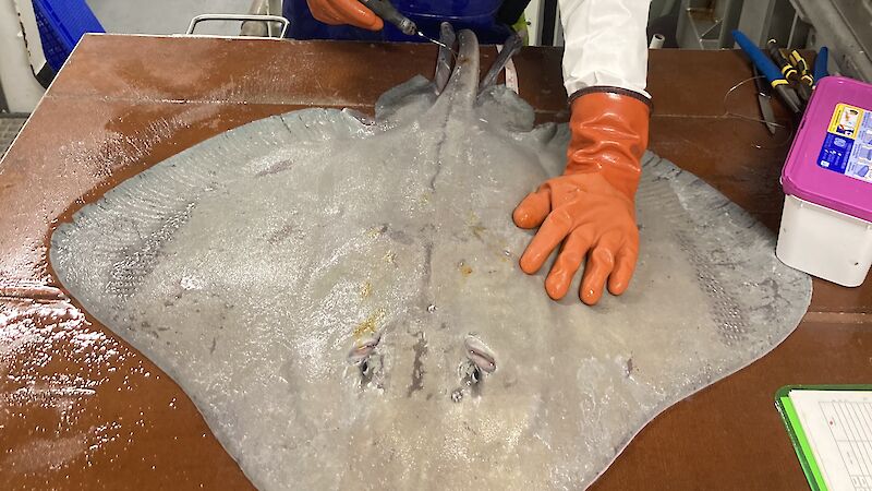 A woman wearing thick rubber gloves attaches a tag to the tail of a skate. The skate is laid out on a work bench in a small room on a ship.