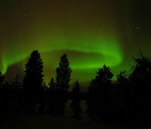 Aurora Borealis with tall trees silhouetted in foreground