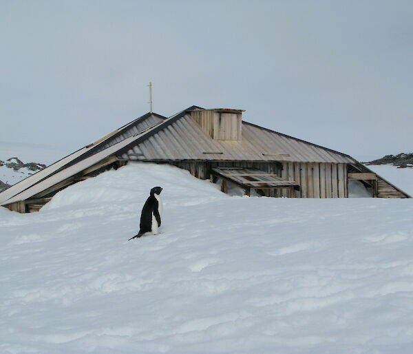 Adélie penguin at historic hut