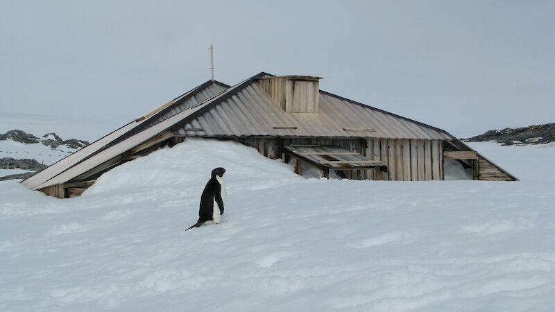Adélie penguin at historic hut
