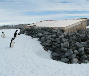 Adélie penguins beside hut