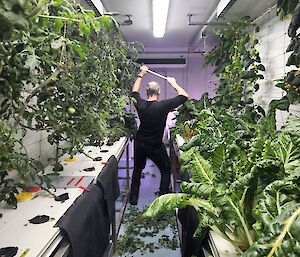 The station's plant life