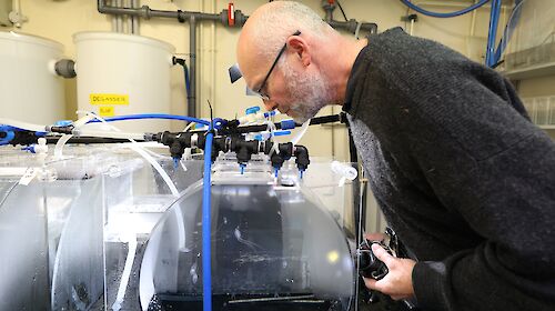 A man looks into a clear perspex tank containing some tiny, transparent jellyfish-like plankton floating around.