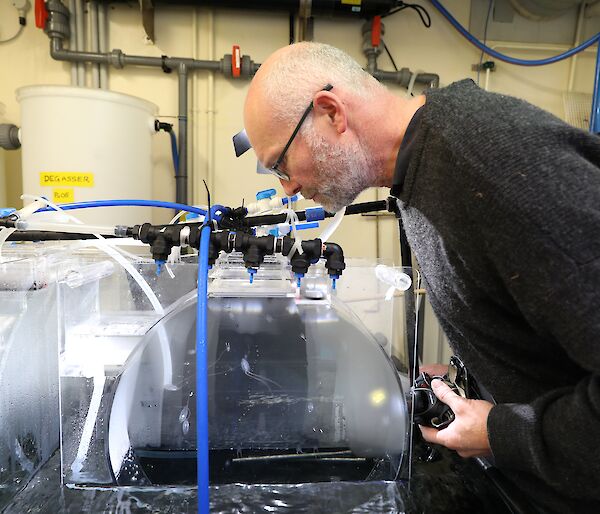 A man looks into a clear perspex tank containing some tiny, transparent jellyfish-like plankton floating around.