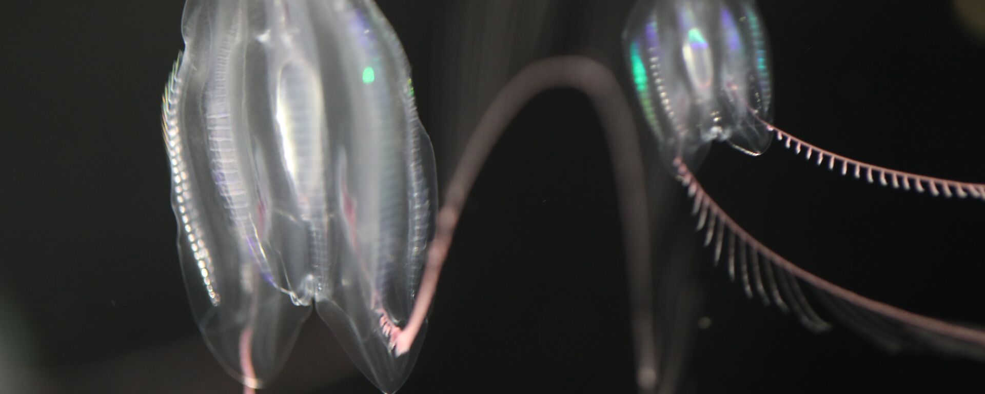Two small jellyfish-like animals with long tentacles floating in water.