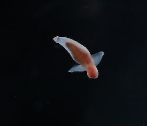 A swimming sea slug, also called a sea angel because of its tiny wings that it uses to swim.