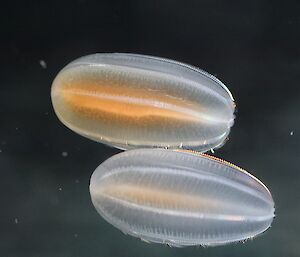 Two small, transparent, cylindrical marine animals looking a little like water-filled balloons. Their outer edges have tiny hair-like structures called cilia that catch the light.