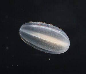 A single transparent comb jelly is cylindrical in shape with tiny hair-like structures around its outer edge.