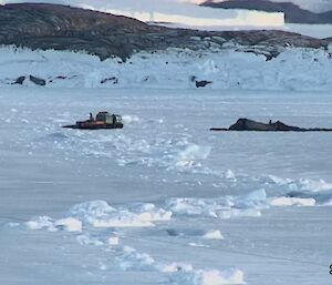 Two Hagglunds and several expeditioners out on the sea-ice in front of station at the beginning of cargo and parachute recovery operations