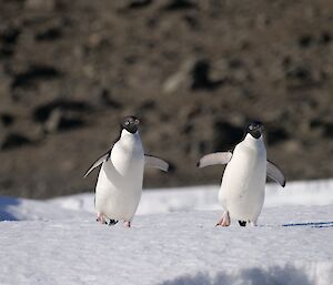 Penguins running across the ice.