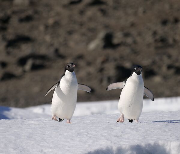 Penguins running across the ice.