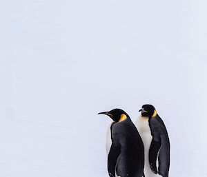 Penguins on the ice.