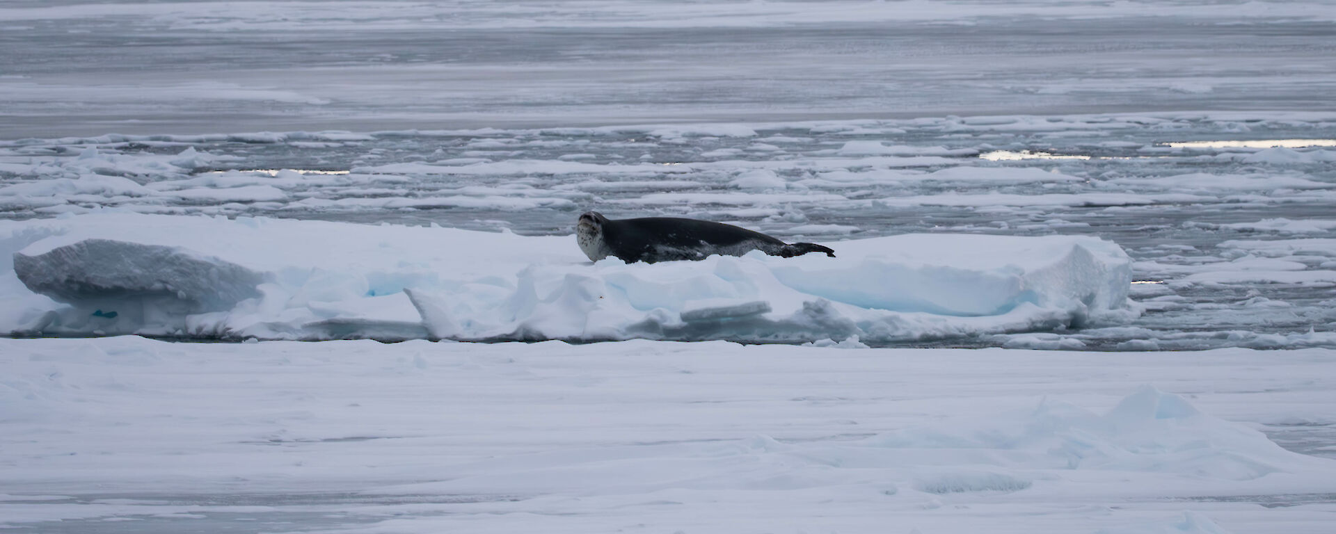 A seal on the ice.