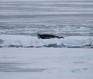 A seal on the ice.