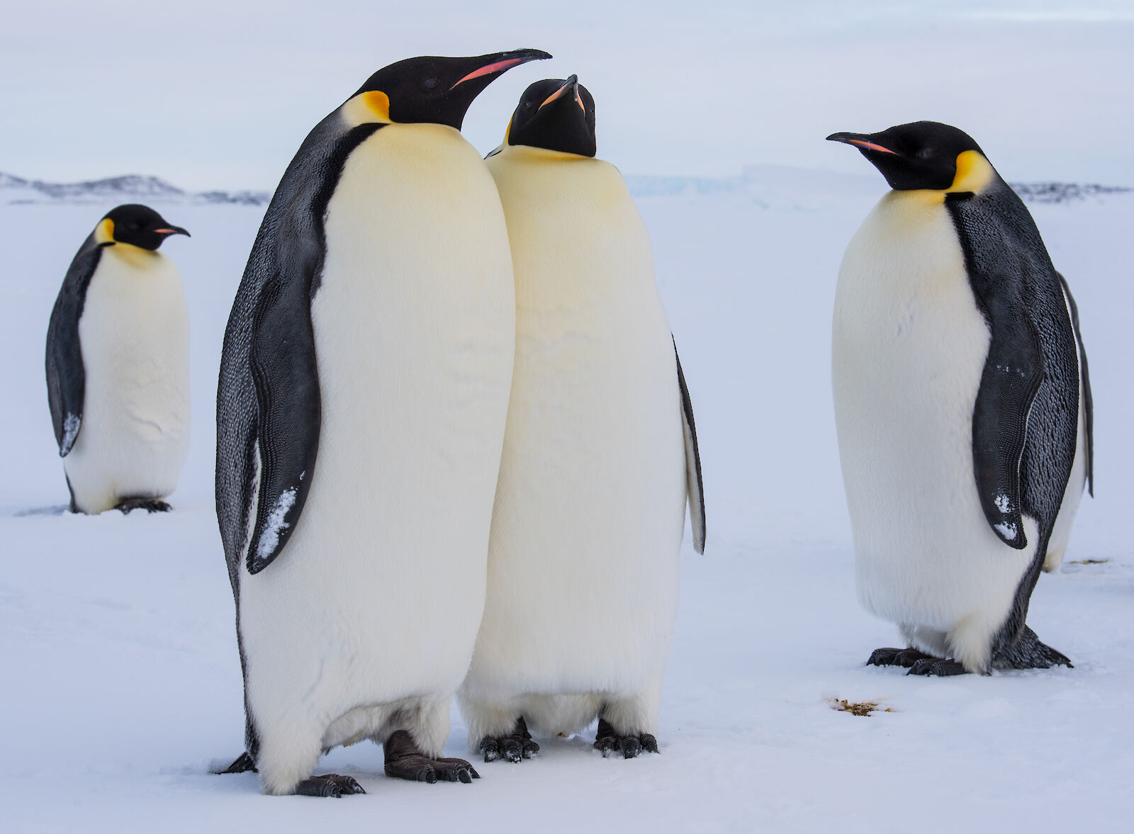 Emperor Penguin Story