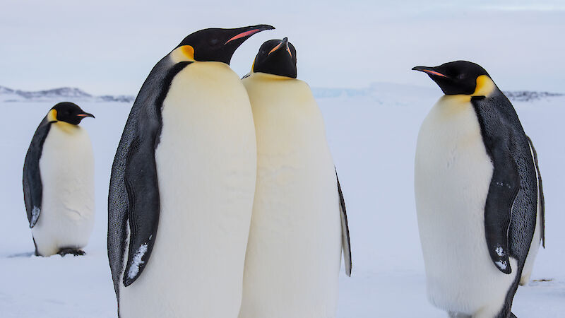 A group of large penguins stand on the ice. They have yellow and orange markings around their necks and beaks.