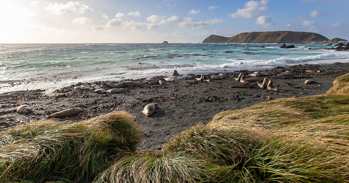 Macquarie Island’s astounding recovery, ten years on from rats, mice