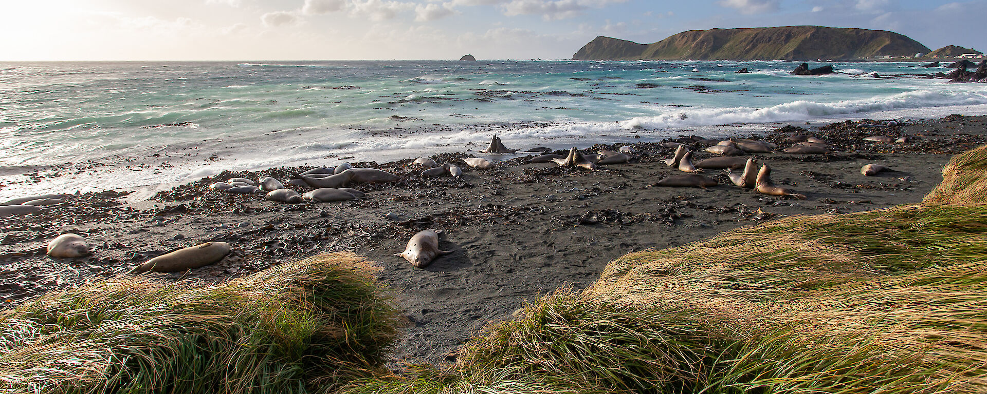Rodents were predating on invertebrates and eggs, and hillside erosion – exacerbated by rabbits – was leading to landslides that in one instance, killed hundreds of king penguins at Lusitania Bay.  Acknowledging the seriousness of that threat, in 2007 the Tasmanian and Federal governments funded an ambitious three-year, $25 million campaign to wipe out all three pest species at once.  It relied on a targeted strategy of aerial baiting, release of the calicivirus, and dogs to ensure the last of the rabbits and rodents were eradicated.  Dogs and their handlers scoured the island twice over, covering more than 90,000km until in 2014, no rat, mouse or rabbit had been seen for the required two-year period and the island was declared pest free.