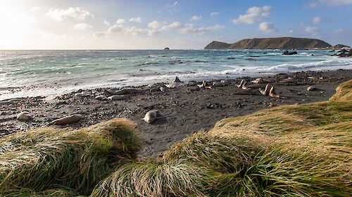 Rodents were predating on invertebrates and eggs, and hillside erosion – exacerbated by rabbits – was leading to landslides that in one instance, killed hundreds of king penguins at Lusitania Bay.  Acknowledging the seriousness of that threat, in 2007 the Tasmanian and Federal governments funded an ambitious three-year, $25 million campaign to wipe out all three pest species at once.  It relied on a targeted strategy of aerial baiting, release of the calicivirus, and dogs to ensure the last of the rabbits and rodents were eradicated.  Dogs and their handlers scoured the island twice over, covering more than 90,000km until in 2014, no rat, mouse or rabbit had been seen for the required two-year period and the island was declared pest free.