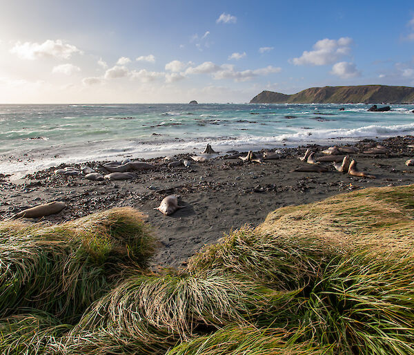 Rodents were predating on invertebrates and eggs, and hillside erosion – exacerbated by rabbits – was leading to landslides that in one instance, killed hundreds of king penguins at Lusitania Bay.  Acknowledging the seriousness of that threat, in 2007 the Tasmanian and Federal governments funded an ambitious three-year, $25 million campaign to wipe out all three pest species at once.  It relied on a targeted strategy of aerial baiting, release of the calicivirus, and dogs to ensure the last of the rabbits and rodents were eradicated.  Dogs and their handlers scoured the island twice over, covering more than 90,000km until in 2014, no rat, mouse or rabbit had been seen for the required two-year period and the island was declared pest free.