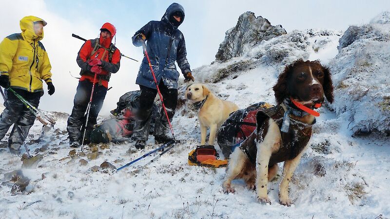 Spaniels and a labrador with people on a snowy plateau
