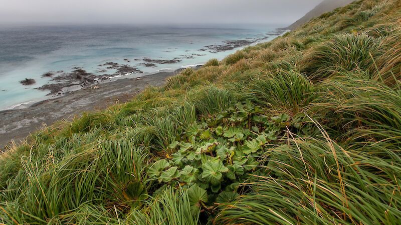 Grasses and big green plants on a hillside above a black sand beach.