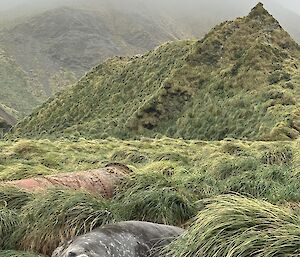 Large male elephant seal lies in tussocks in foreground, behind a grass covered ridge line leading to mountain slope