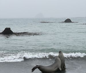Two male elephants seals wrestling on the shore line