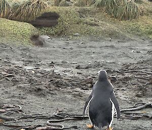 A gentoo penguin from behind, in foreground, black sand leading to tussocks in the background