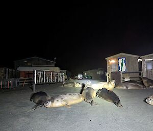 A large group of seals lie in front of the station gate which is open