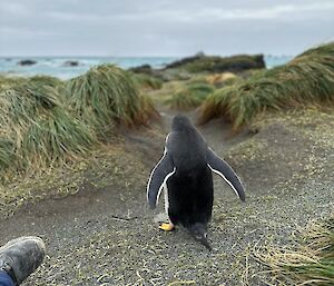 Gentoo penguin walks away from man's leg and foot shown in foreground
