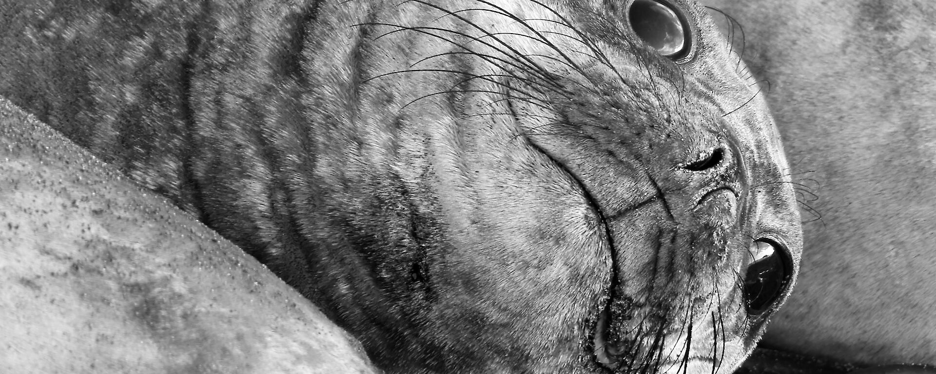 A black and white photo of close up of the face of an elephant seal, lying on it's side. Its eyes are wide open and it seems to be smiling.
