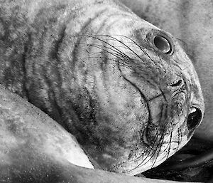 A black and white photo of close up of the face of an elephant seal, lying on it's side. Its eyes are wide open and it seems to be smiling.