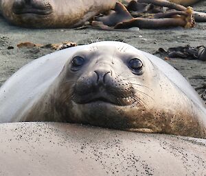 A close up of the smiling face of an elephant seal that's looking over the back of another seal