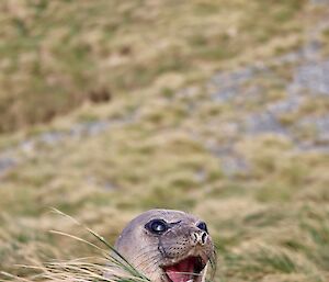 A close up of the smiling face of an elephant seal that's peeking up from behind a tussock
