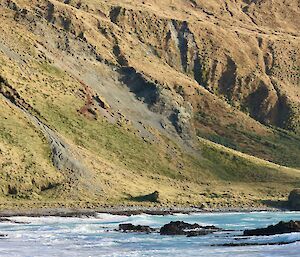 A group of adolescent male elephant seals wrestle on the shore line, in the background rises the green mountainscape of the Macquarie Island plateau
