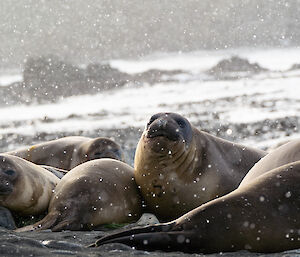 A group of elephant seals lie on the shore as heavy snow falls