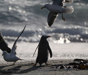 Penguin stands centre picture with two large birds swooping close