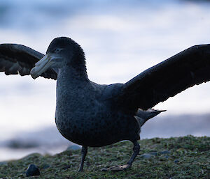 A close up of a Giant Petrel standing on mossy ground with wings outstretched