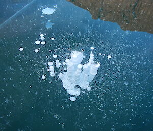 Bubbles in a pristine frozen freshwater lake