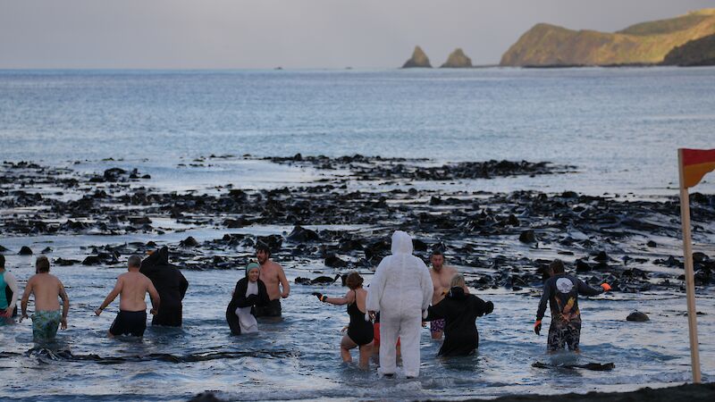 A group of people, some in penguin suits, swim in water with kelp and steep island hillsides in the background.