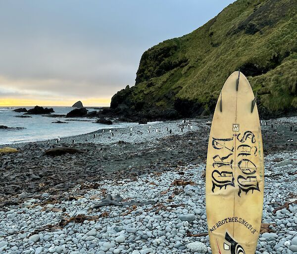 Wooden surfboard standing up on rock covered beach, in the background a small group of penguins and a grass covered steep slope
