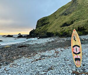 Wooden surfboard standing up on rock covered beach, in the background a small group of penguins and a grass covered steep slope