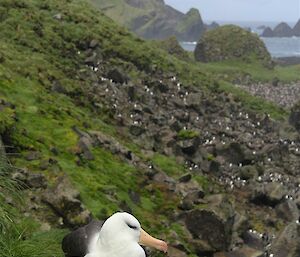 Black browed albatross on nest in foreground, steep slope of grass tussocks and rocks in background