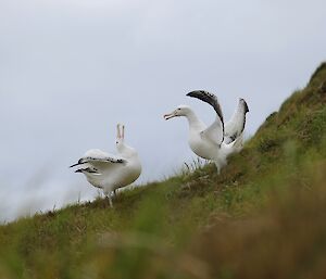 Two wandering albatross on grass slope undertaking a courtship 'dance' with wings up and necks craned