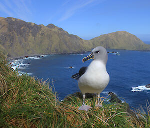 Grey-headed albatross on grassy ridge, in the background the landscape of Macquarie Island coastline