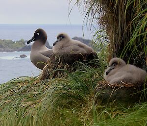 A family of light-mantled albatross, one adult and two chicks, on grassy ridge, in the background the Macquarie Island coastline