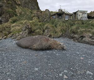 Small wooden hut in background amongst grass tussocks, in foreground a large elephant seal on black rocky beach