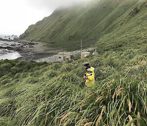 Small wooden hut as foot of steep grassy slope on edge of beach. In foreground person walks through tussocks towards hut
